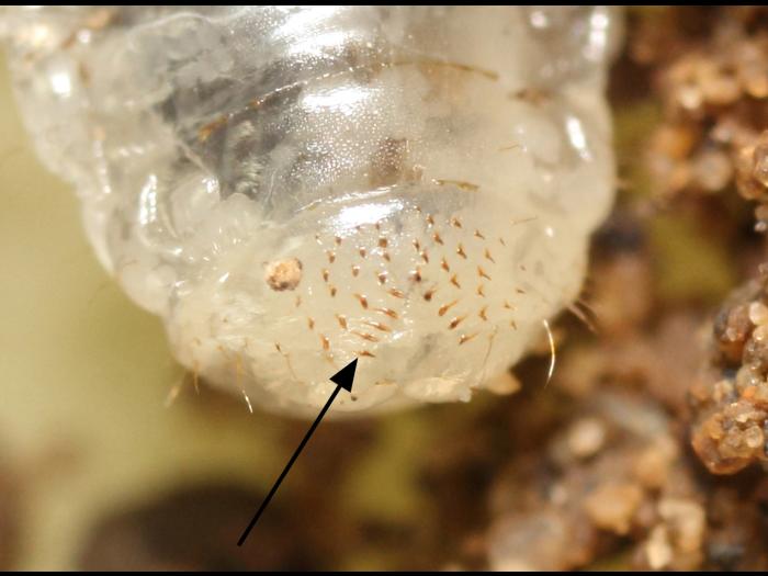 Scarabée japonais (Popillia japonica)_7