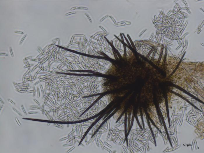 Colletotrichum_acutatum_2