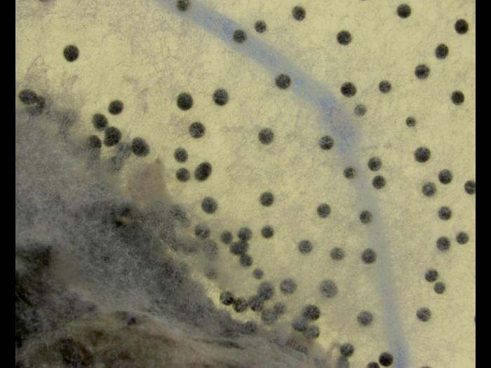 Sclerotium_cepivorum_2