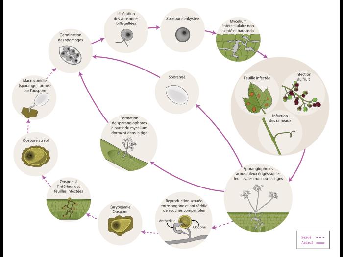Plasmopara viticola - Cycle de maladie