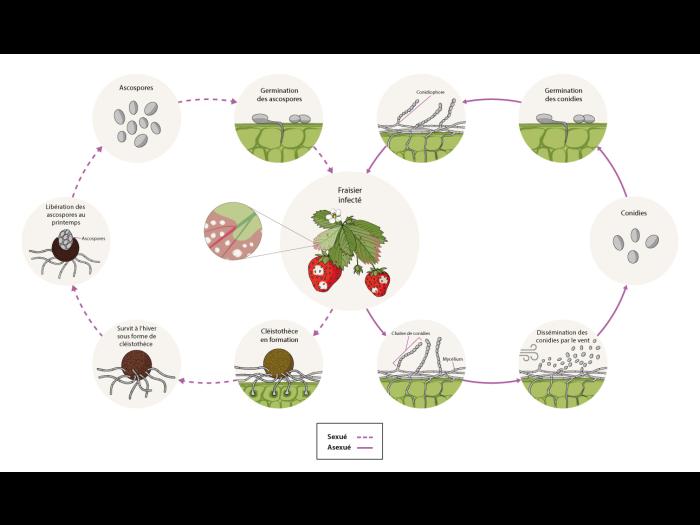 Podosphaera aphanis - cycle maladie