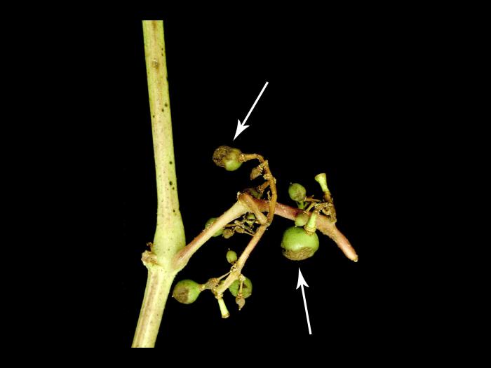 Vigne - Excoriose (Diaporthe neoviticola)