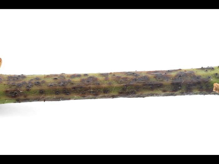 Vigne - Excoriose (Diaporthe neoviticola)