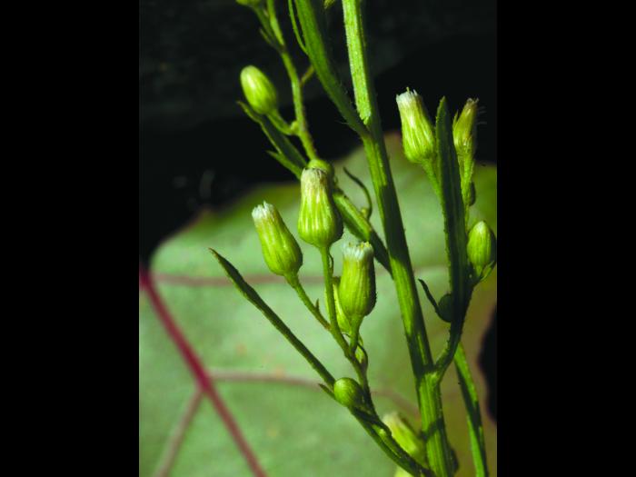 Vergerette du Canada(Erigeron canadensis)_1