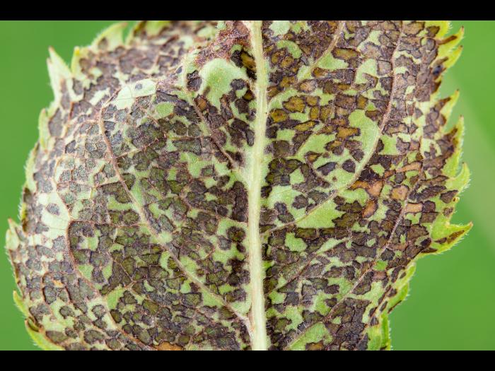 Punaise à quatre raies (Poecilocapsus lineatus)_8