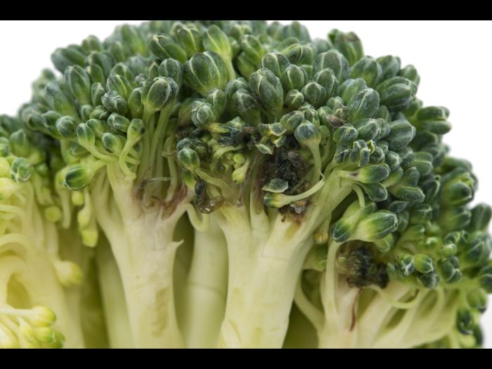 Brocoli - Tache noire alternarienne (Alternaria brassicicola)
