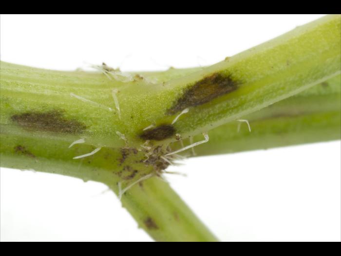 Carotte - Brûlure cercosporéenne (Cercospora carotae)