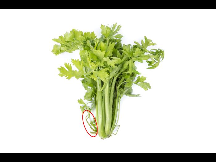 Céleri - Anthracnose (Colletotrichum acutatum)