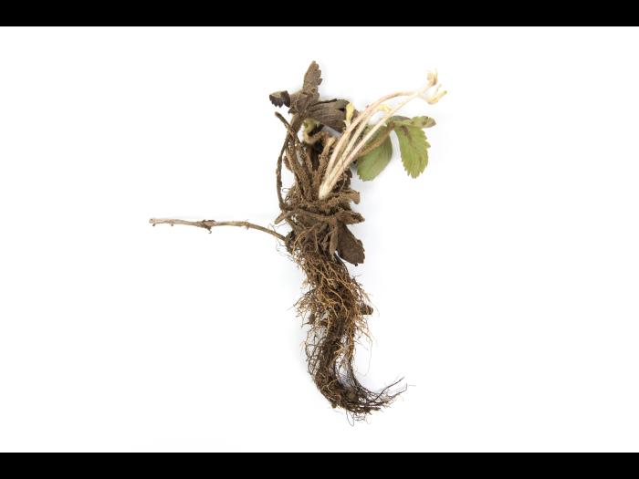 Fraise - Pourriture noire des racines_8