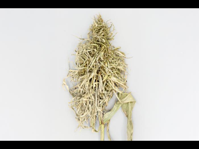 Maïs grain et fourrager - Mildiou (Sclerophthora macrospora)