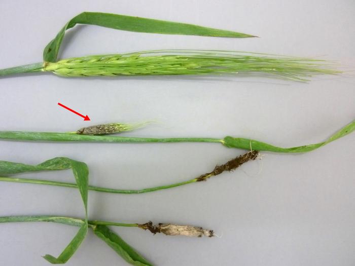 Orge - Charbon vêtu (Ustilago hordei)