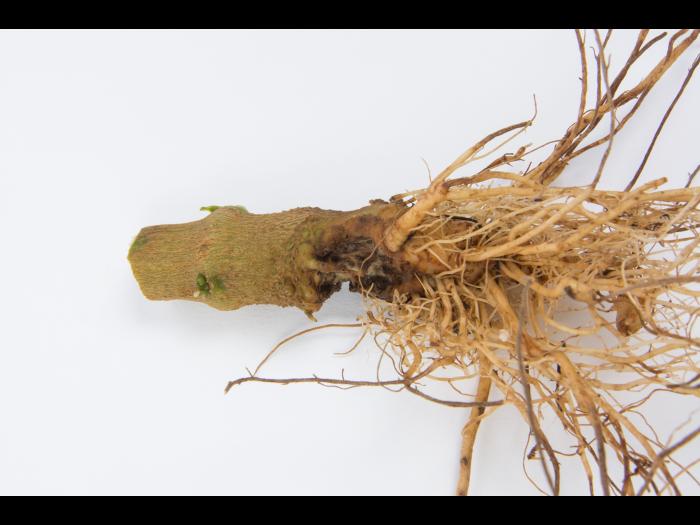 Poivron - Pourriture molle bactérienne (Pectobacterium carotovorum)