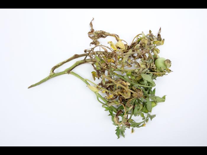 Tomate - Moelle noire (Pseudomonas corrugata)