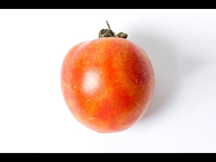 Tomate - Virus de la maladie bronzée de la tomate (TSWV)