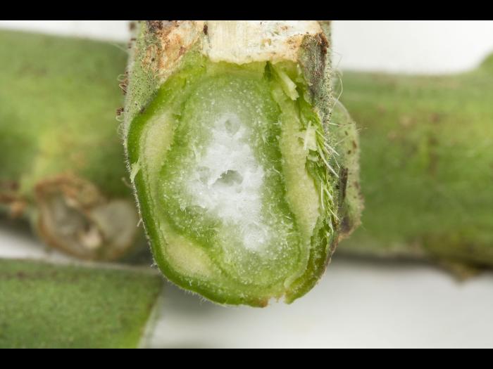 Tomate - Chancre bactérien (Clavibacter michiganensis subsp. michiganensis)