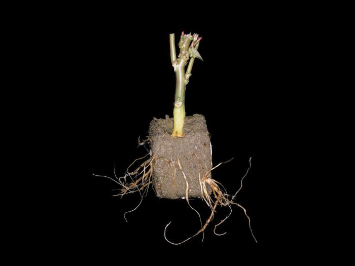 Poinsettia - Pourriture des racines (Pythium spp.)