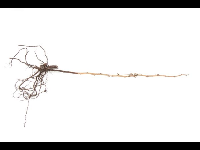 Framboise - Pourriture des racines (Phytophthora rubi)