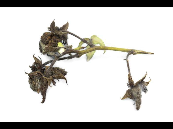 Framboise - Moisissure grise (Botrytis cinerea)