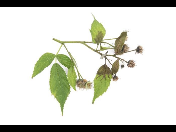 Framboise - Brûlure bactérienne (Erwinia amylovora)