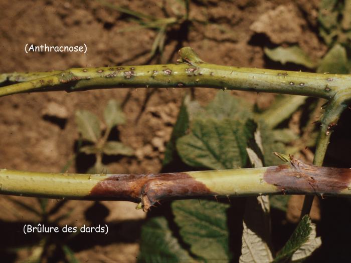 Framboise - Anthracnose (Sphaceloma necator)