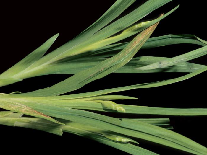 Freesias - Potyvirus (groupe)