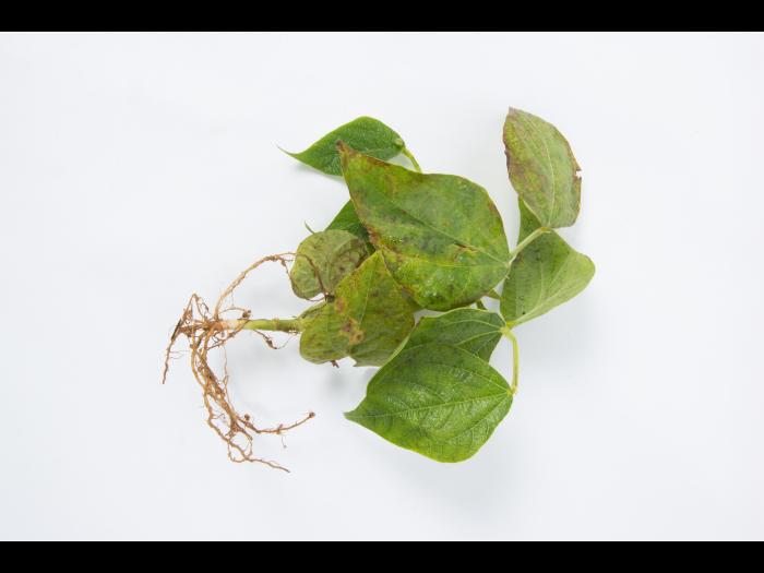 Haricot - Graisse bactérienne (Pseudomonas syringae pv. syringae)_4