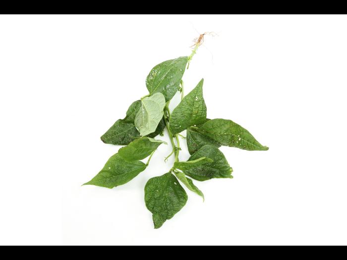 Haricot - Virus de la mosaïque du soja (SMV)_5