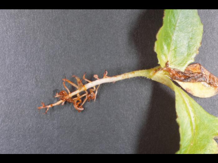 Laitues - Fonte des semis (Pythium spp.)