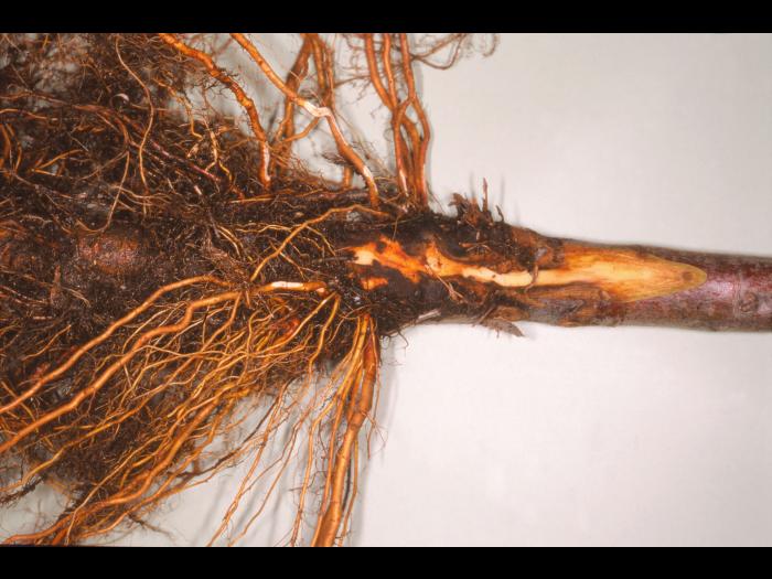 Pomme - Pourriture des racines et du collet (Phytophthora cactorum)