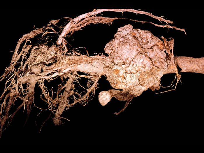 Pomme - Tumeur du collet (Agrobacterium tumefaciens)