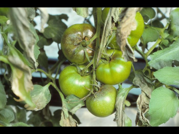 Tomate - Mildiou (Phytophthora infestans)