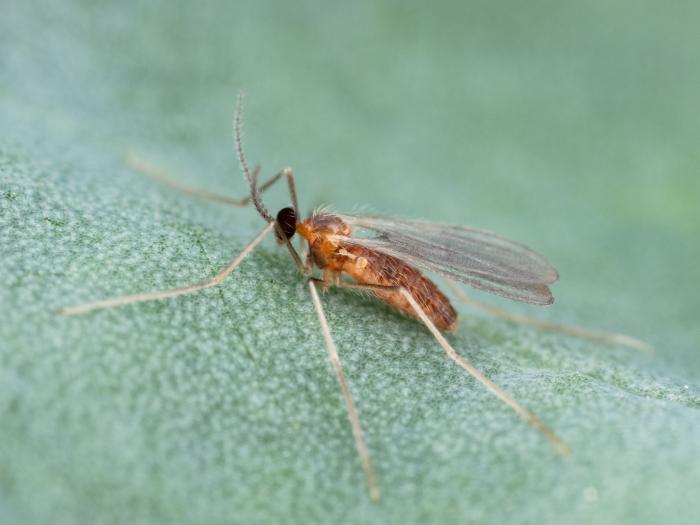 Cécidomyie du puceron (Aphidoletes aphidimyza)