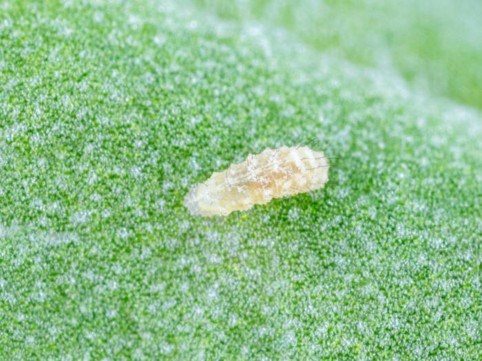 Syrphe d'Amérique (Eupeodes americanus)