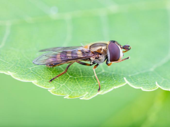 Syrphe d'Amérique (Eupeodes americanus)