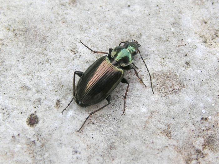 Agonum muelleri