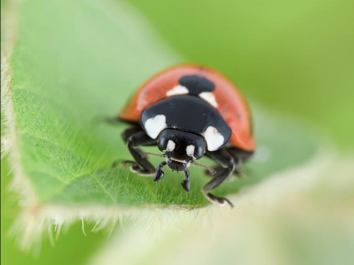 Coccinelle à sept points (Coccinella septempunctata)