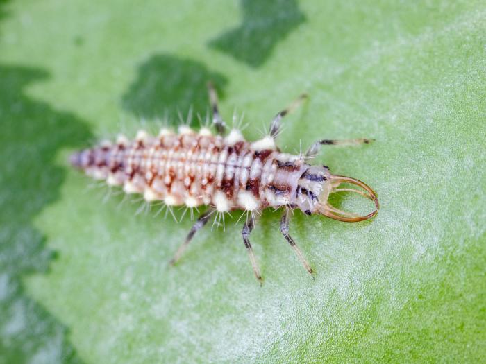 Chrysope verte (Chrysoperla carnea)