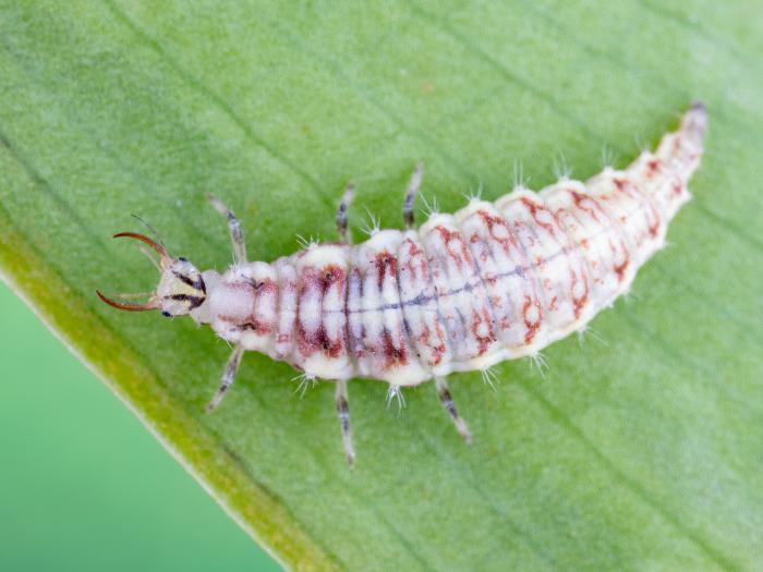 Chrysope verte (Chrysoperla carnea)