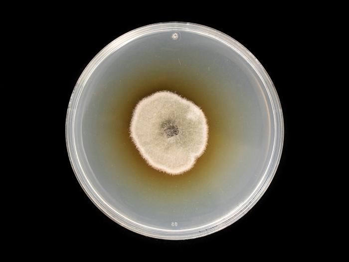 Alternaria_solani_10