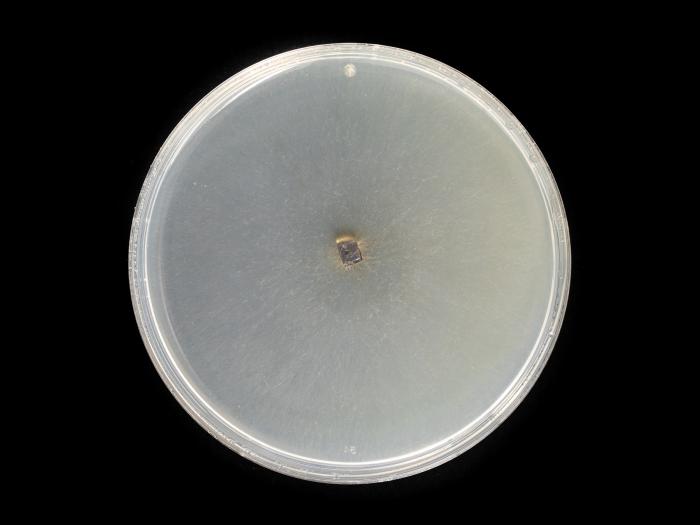 Alternaria_solani_14