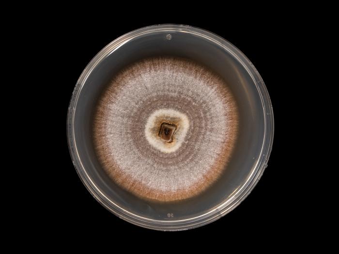 Dactylonectria_torresensis_7