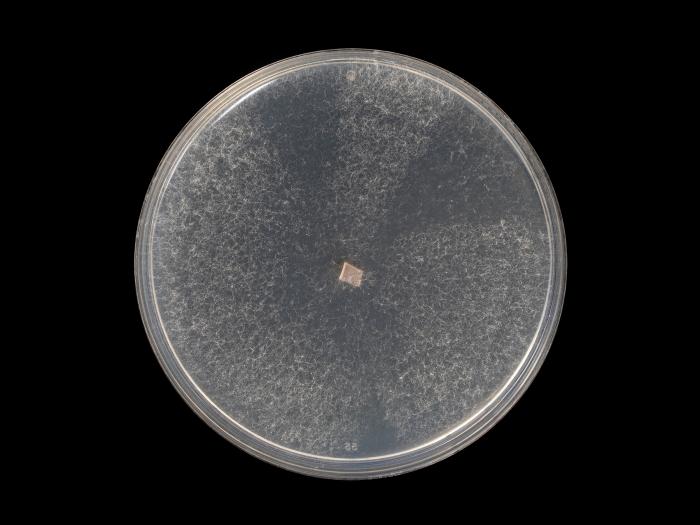 Fusarium_oxysporum_15