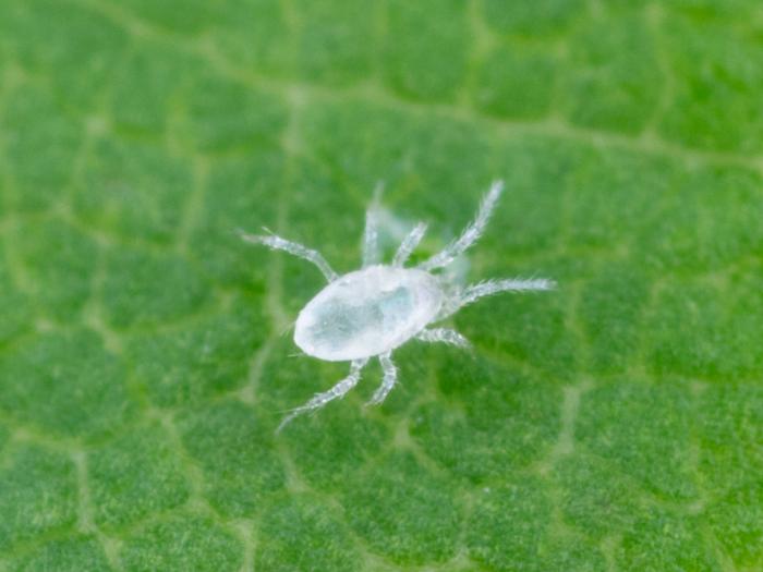 Amblydromalus limonicus