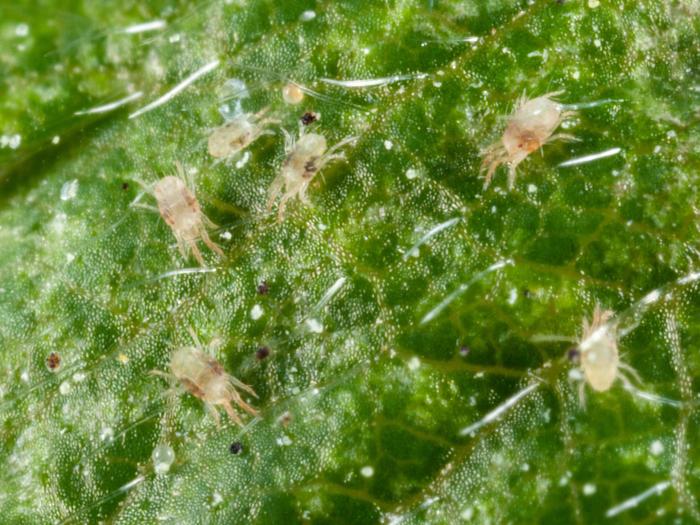 Tétranyque à deux points (Tetranychus urticae)