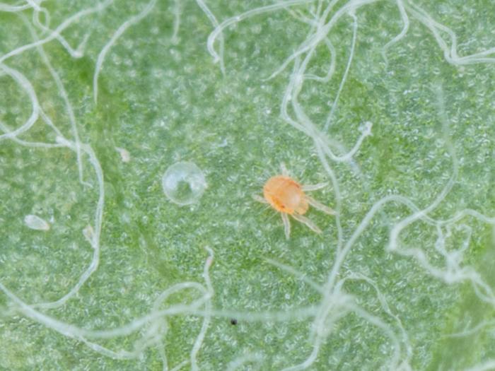 Tétranyque à deux points (Tetranychus urticae)