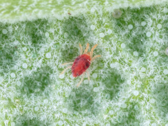 Tétranyque à deux points (Tetranychus urticae)