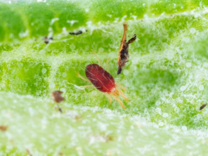 Tétranyque à deux points (Tetranychus urticae)