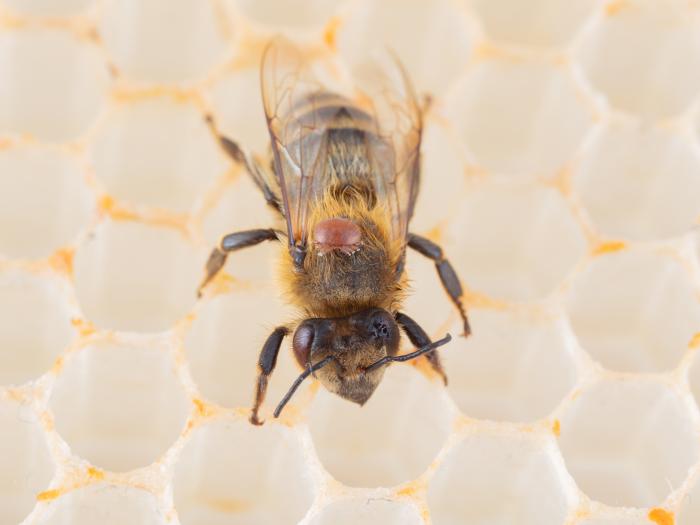 Varroa (Varroa destructor)