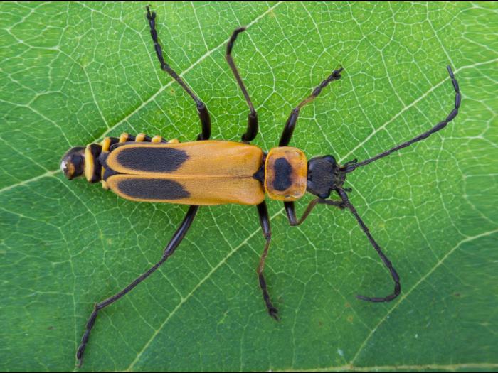 Cantharide de Pennsylvanie (Chauliognathus pensylvanicus )
