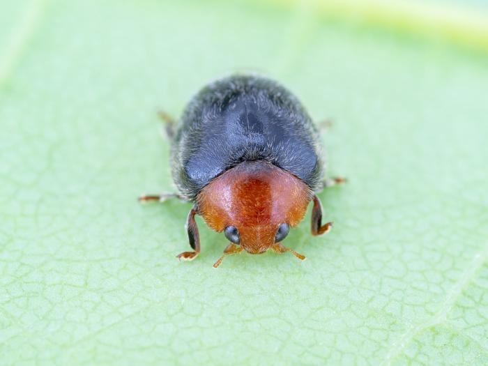 Cryptolaemus montrouzieri